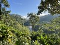Excursions dans la jungle au Costa Rica