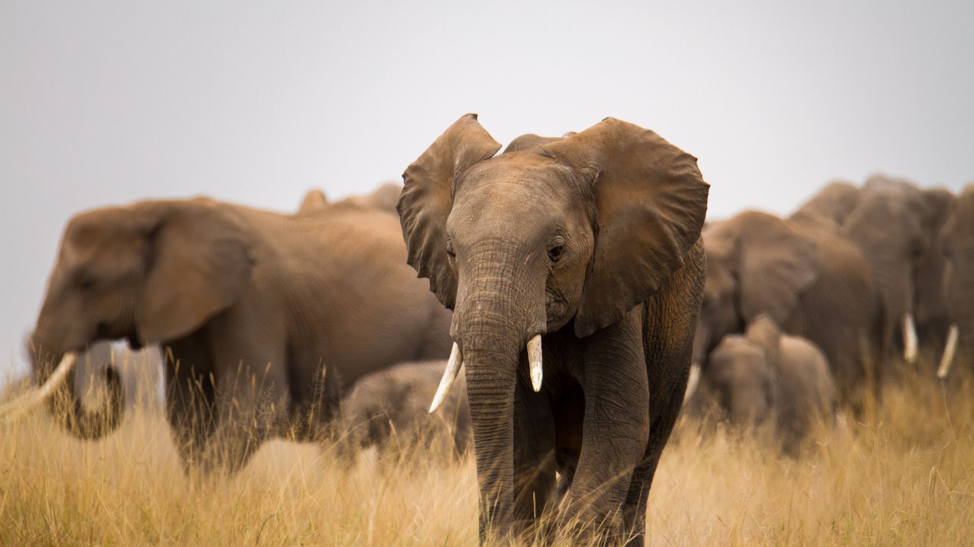 Tout savoir des Elephants d