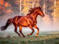 Comprendre le comportement de votre cheval alezan brûlé au quotidien